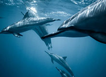 kaiyun应用-苏翊鸣：最后两跳当成自己的全部去对待 我选择相信自己